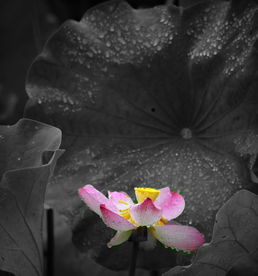 碧塘扬芬