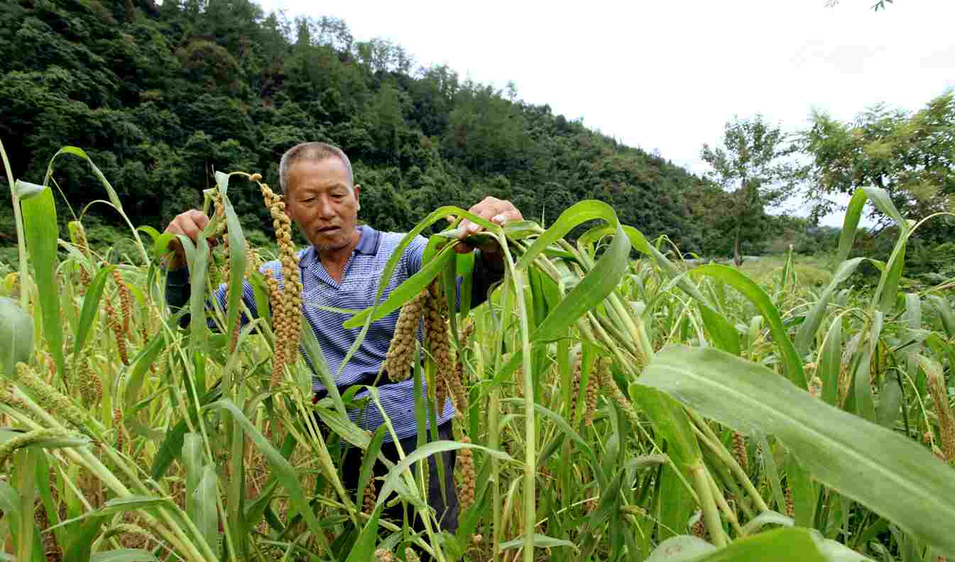小谷黄了