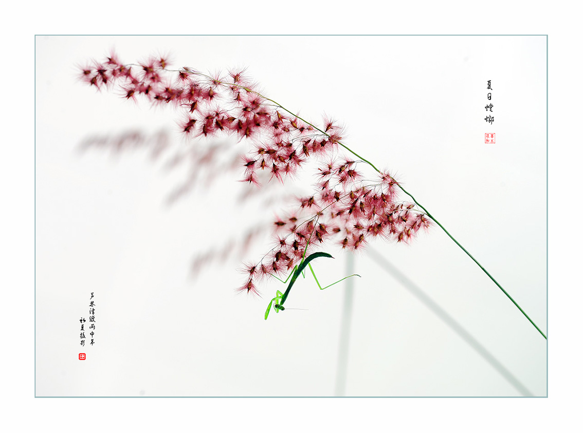 夏日螳螂