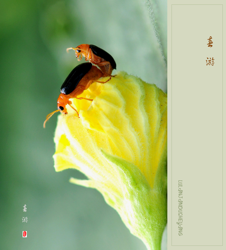 春游