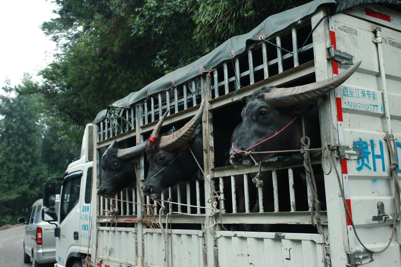 贵州斗牛参加三家馆斗牛场盛大开业  2