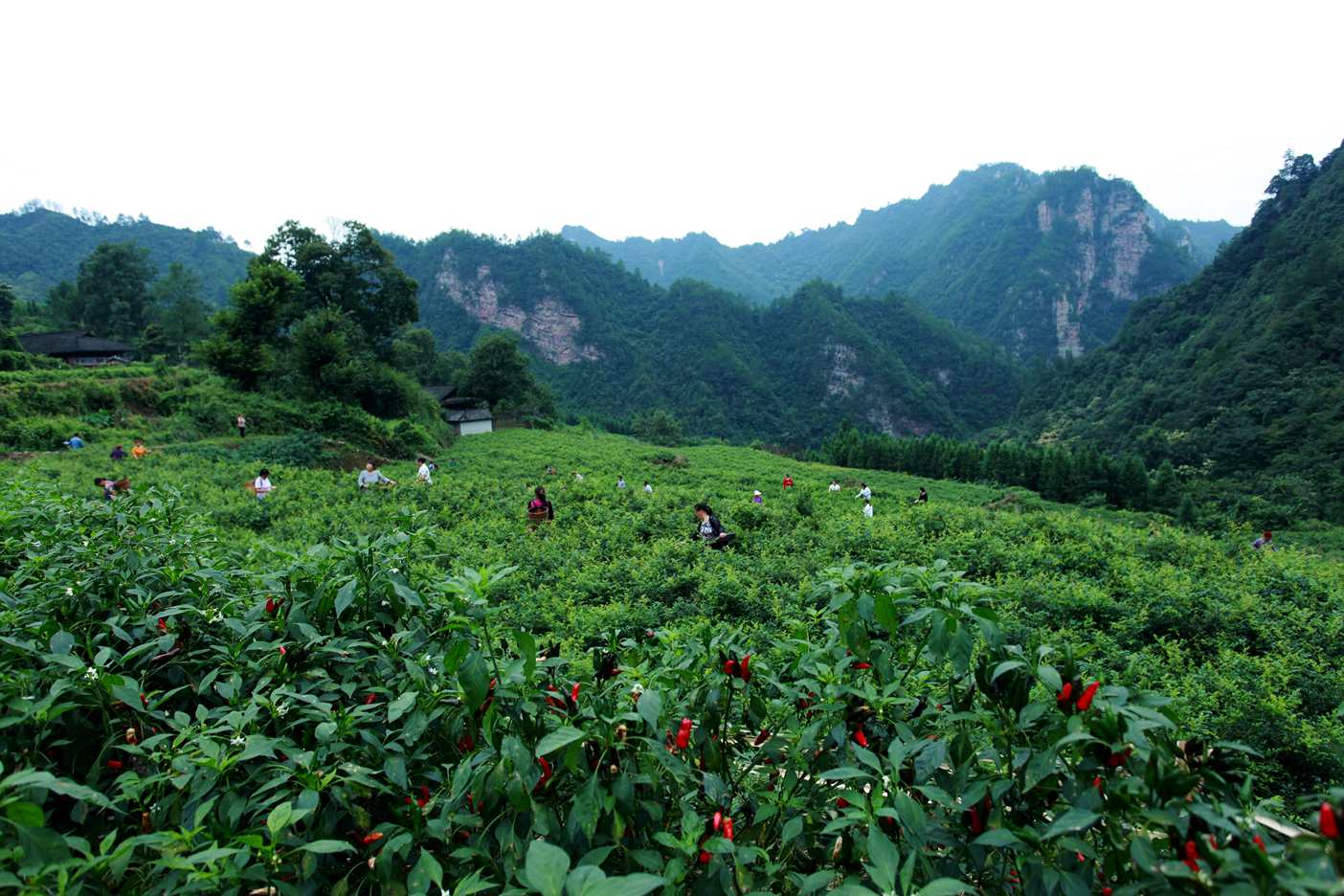 採秋茶