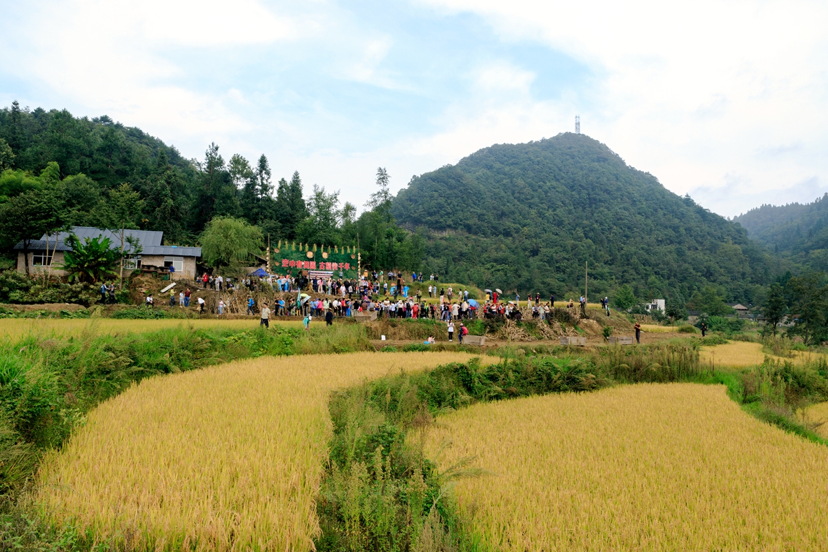 田园庆丰收