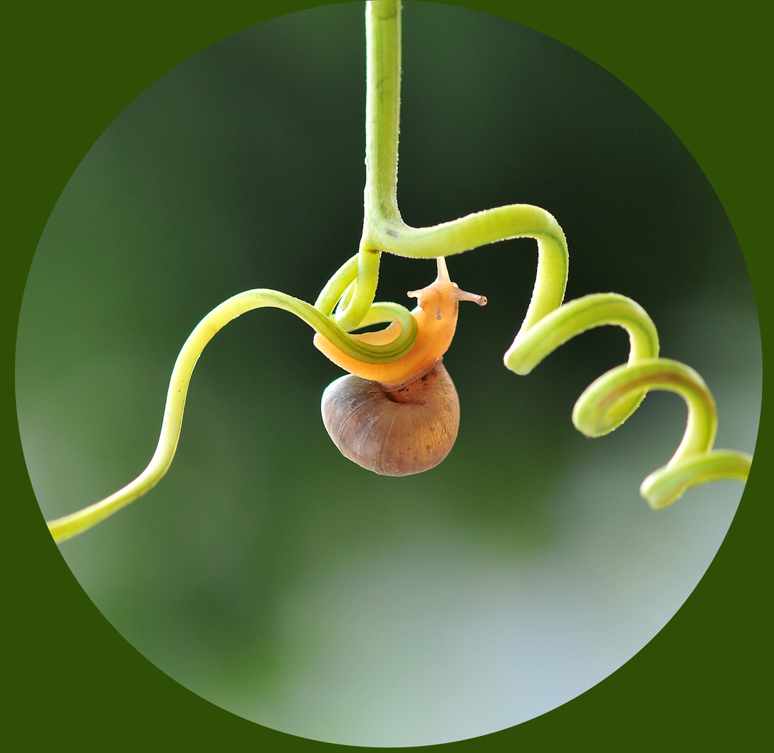 蜗牛