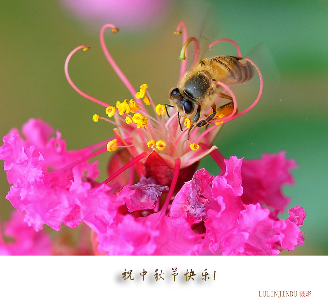 祝中秋节快乐