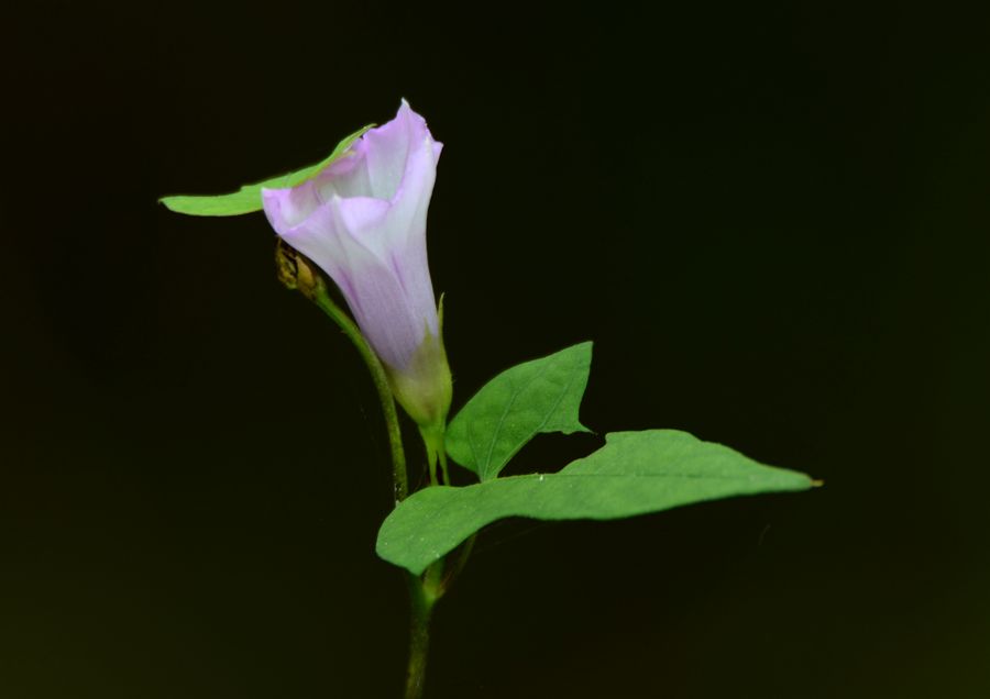 小花