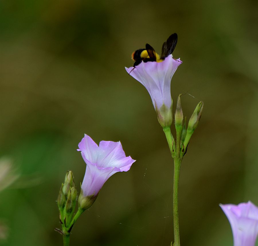 争蜂