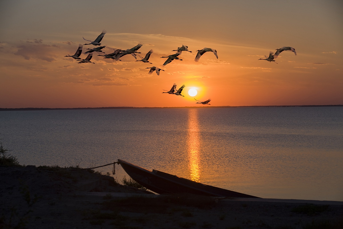 夕阳鹤舞