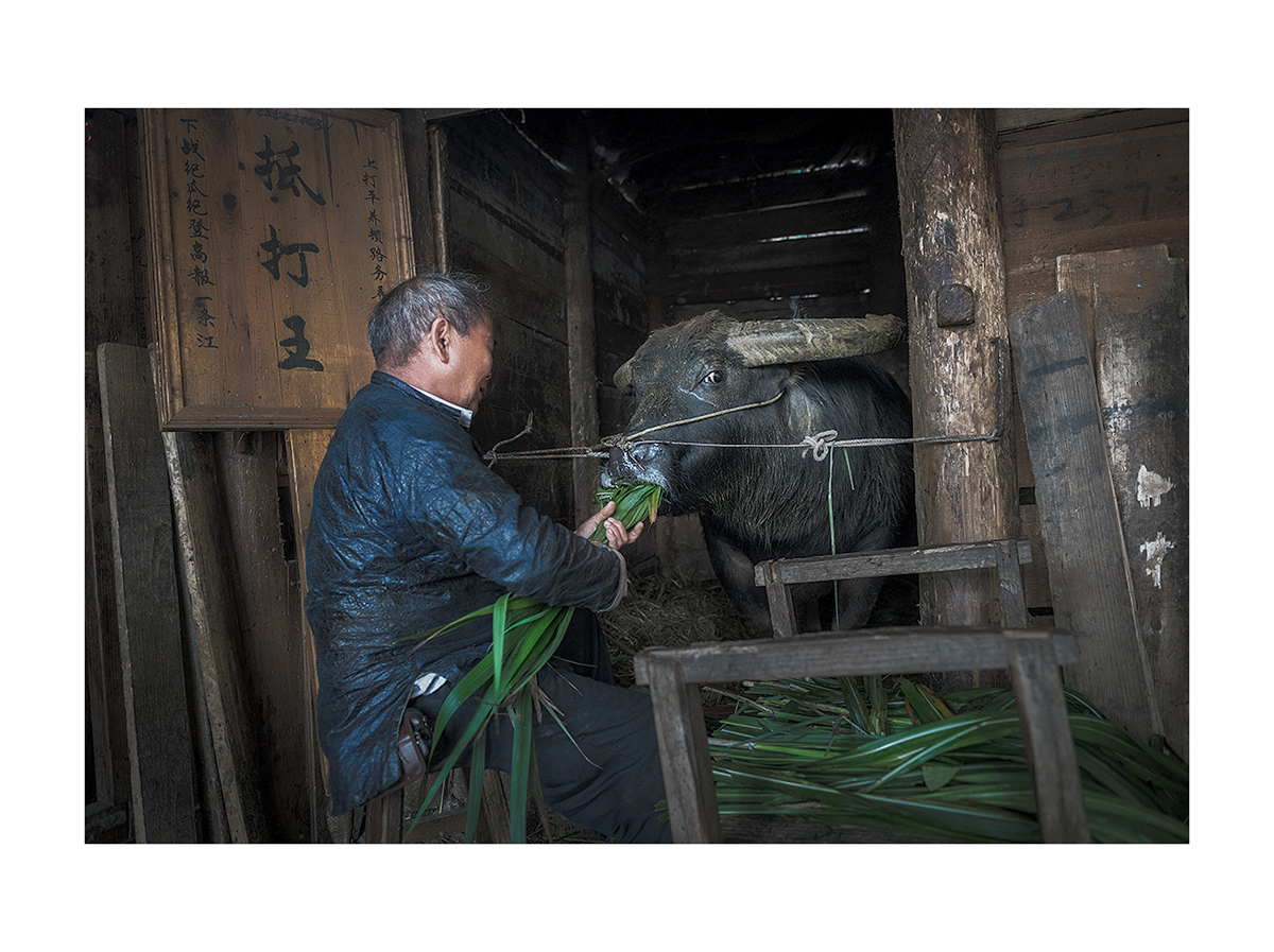 喂牛王