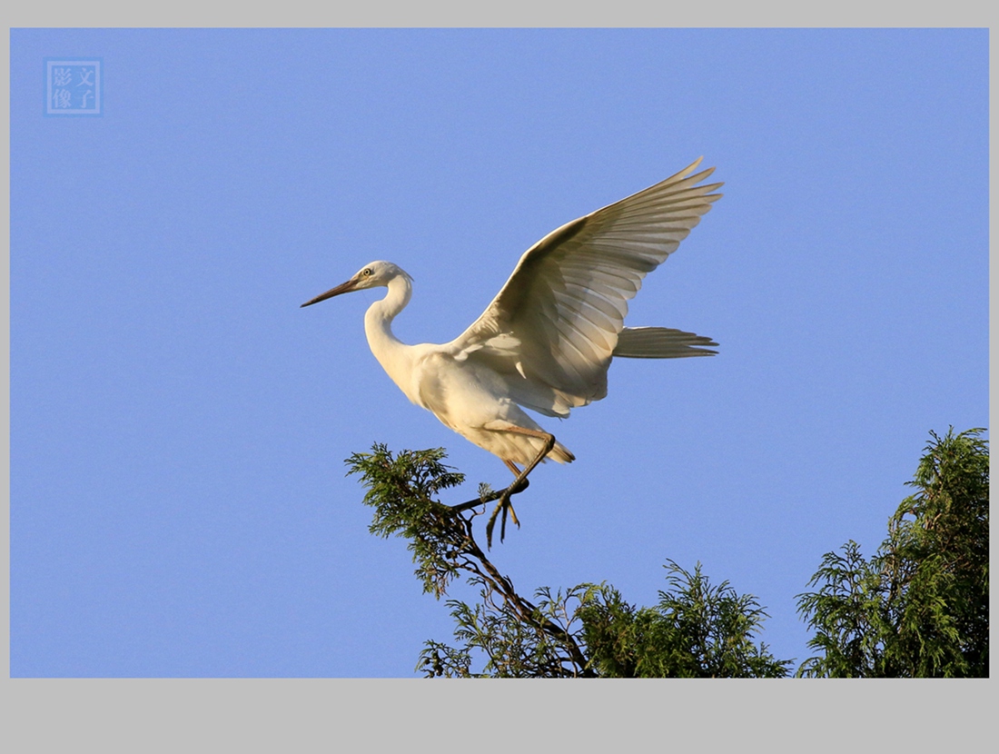 白鹭展翅