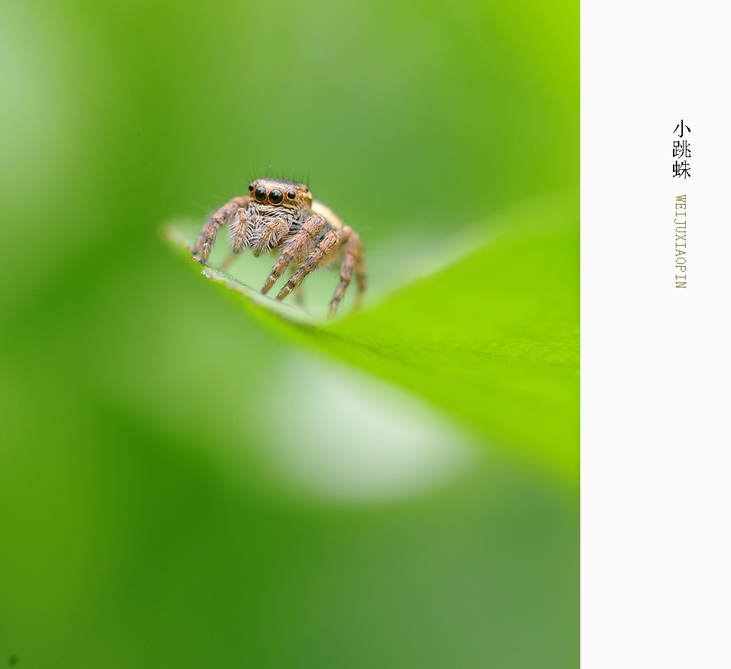 小跳蛛