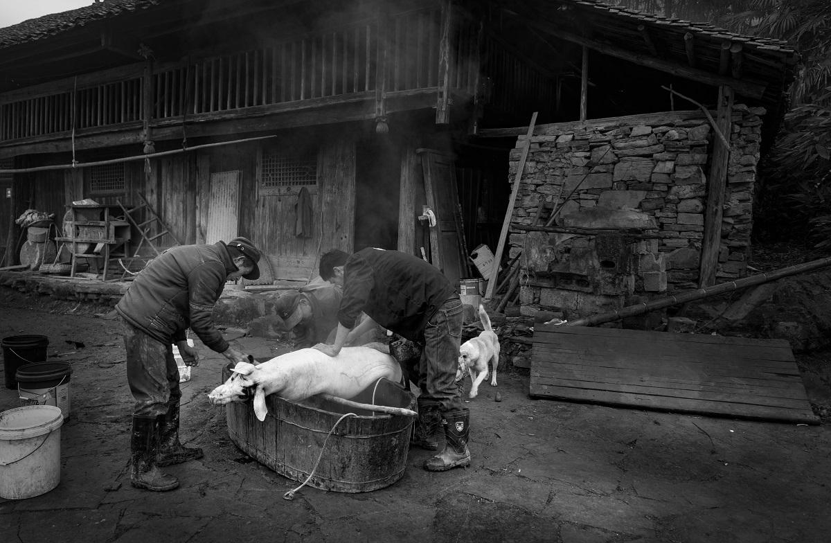 杀猪记-5