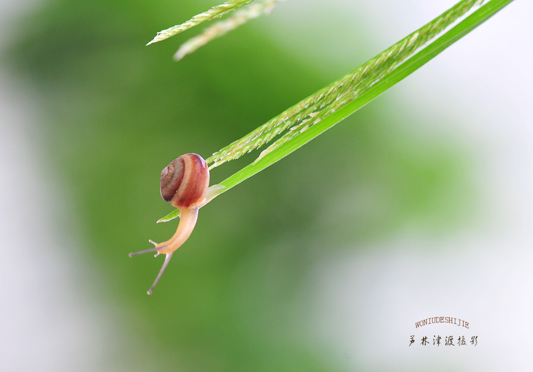 淘气的小蜗牛