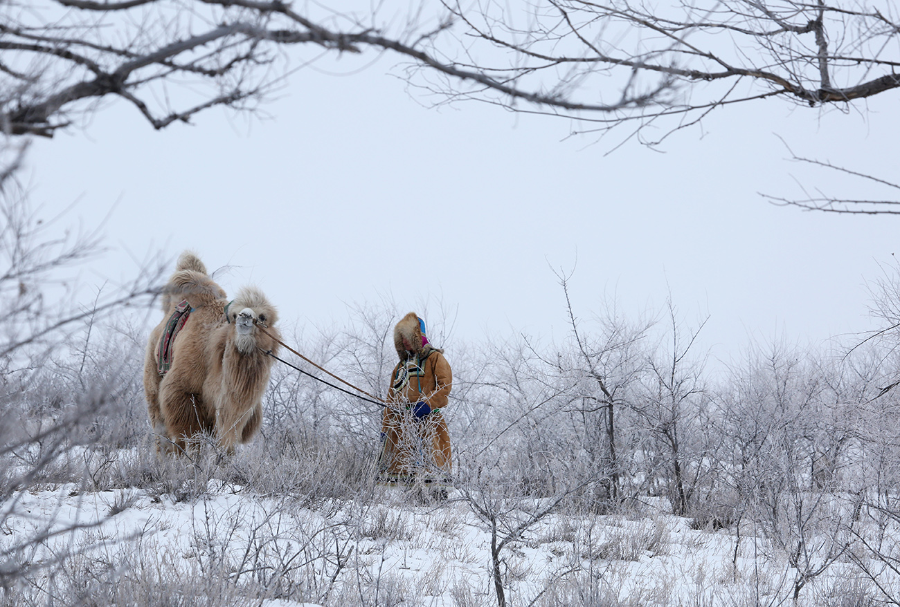 雪域骆驼
