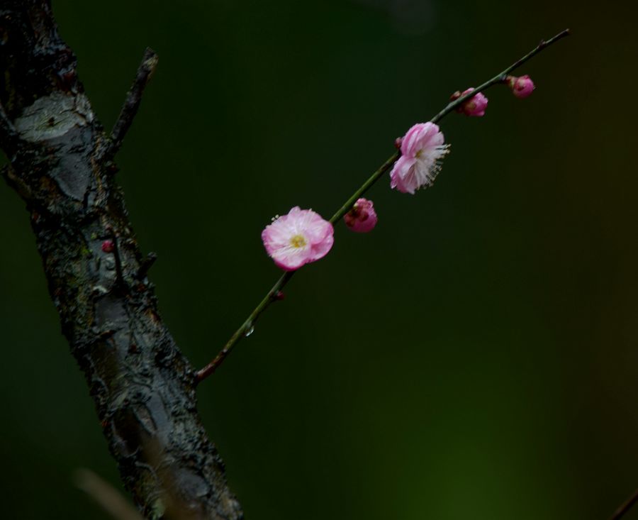 寒梅幽香