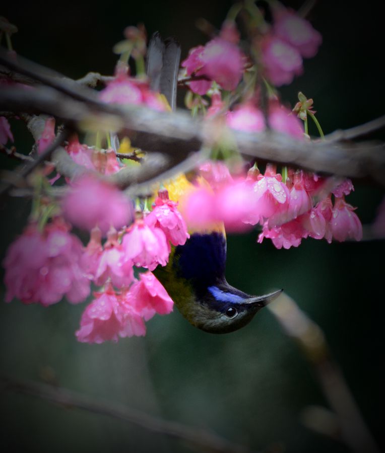 赏花