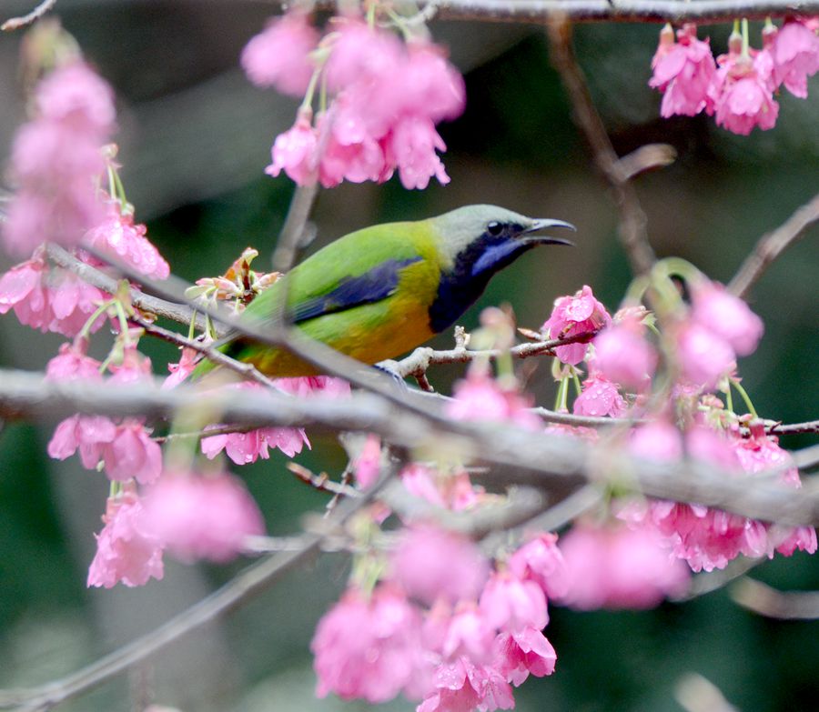 访花