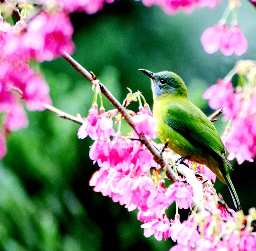 花间思情