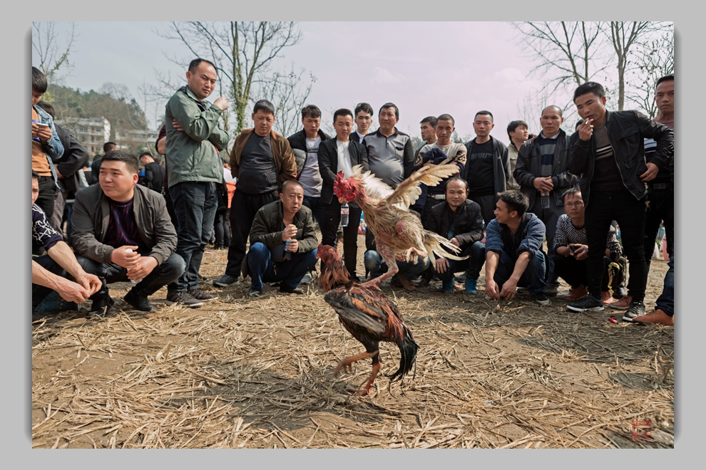 苗族新春民俗《观斗鸡》