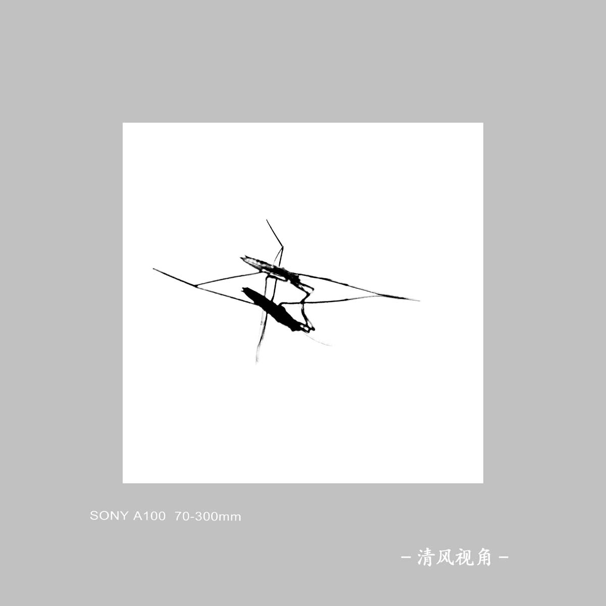 水蚤_3775