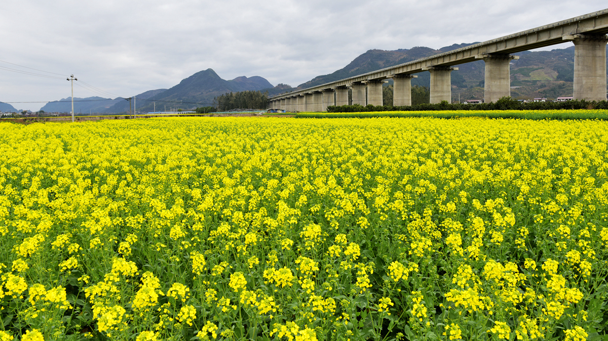 油菜花香满坪黄