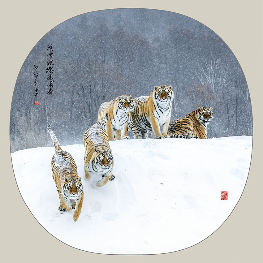 飞雪献瑞虎闹春