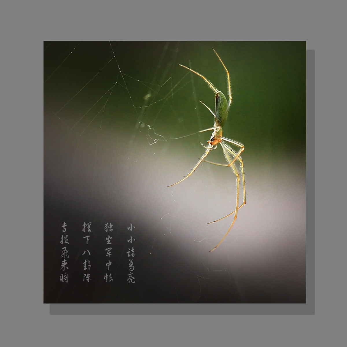 蜘蛛
