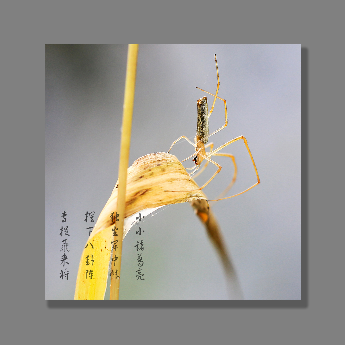 蜘蛛