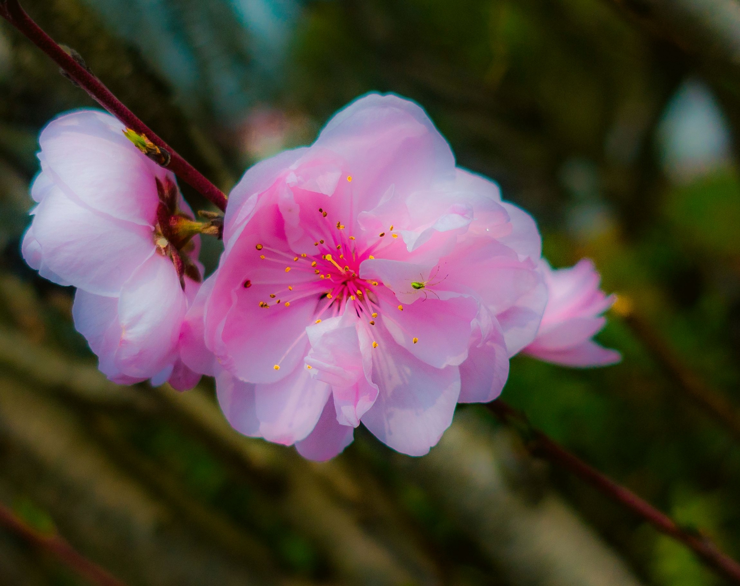 桃花梦