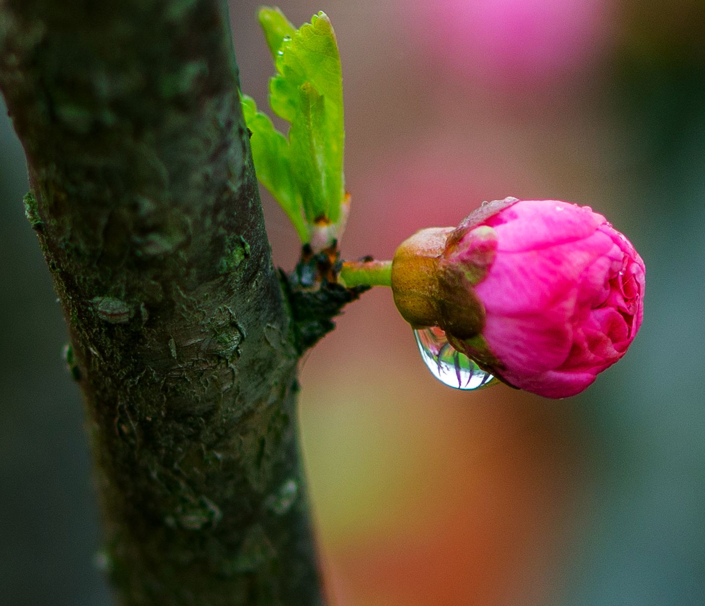 花蕊