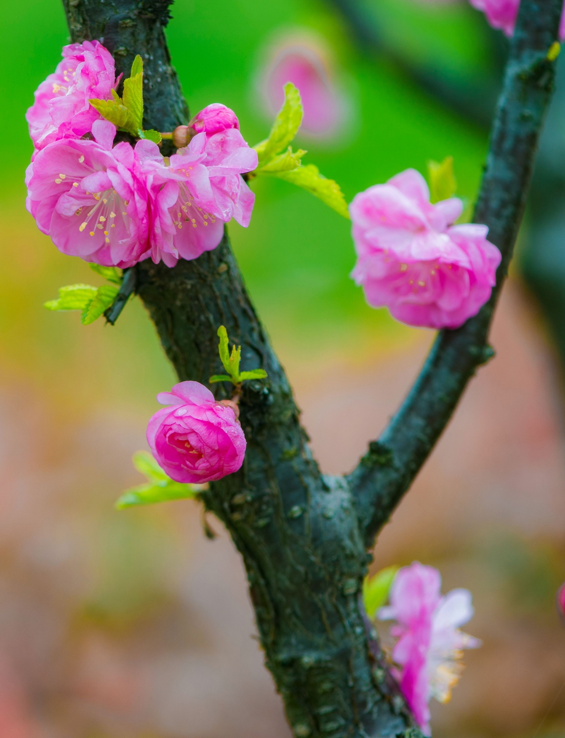 一树春花