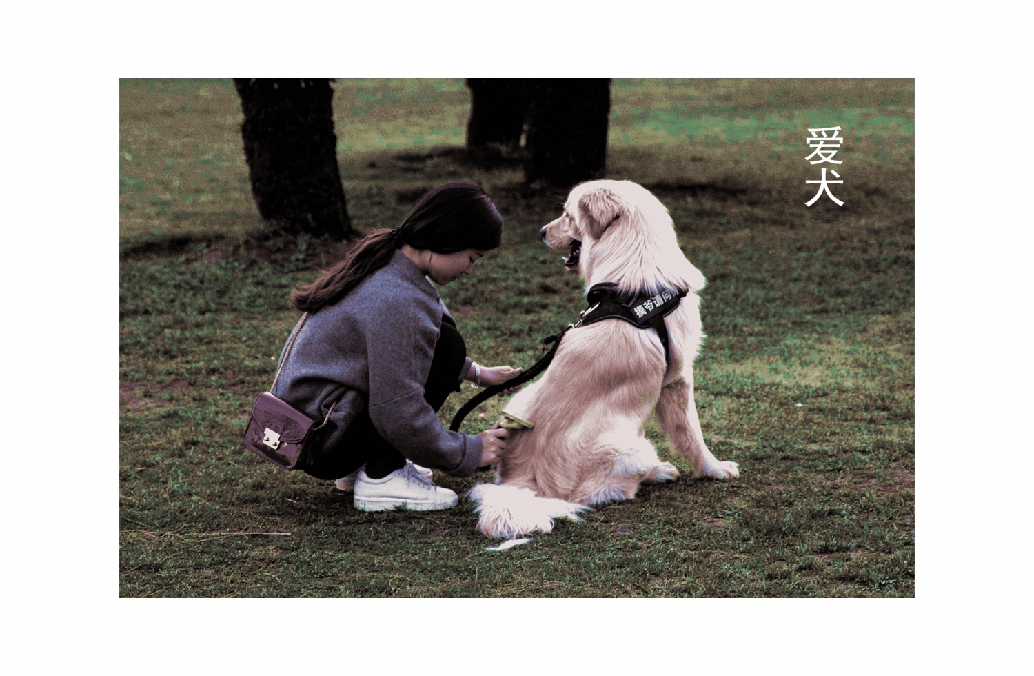 爱犬