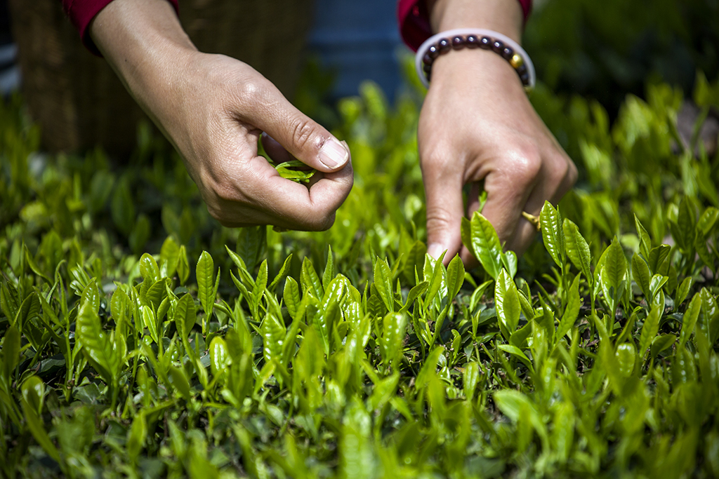 新茶开采