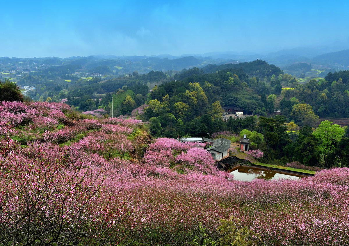 桃花红了