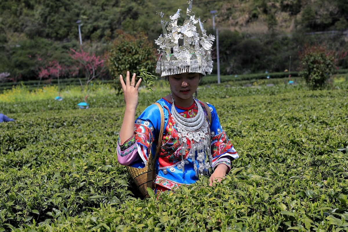 採茶女