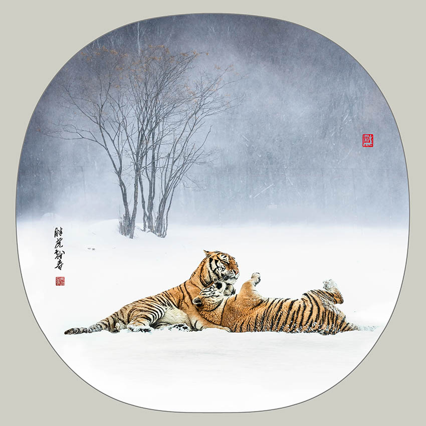 福虎戏春