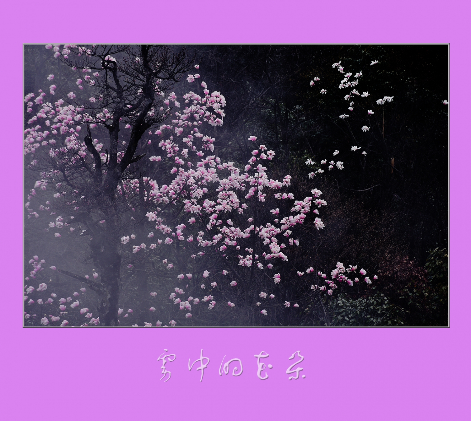 雾中的花朵
