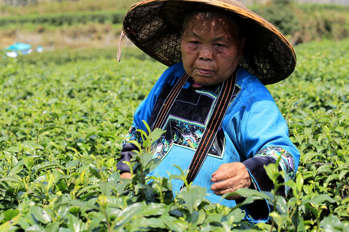 採茶老人