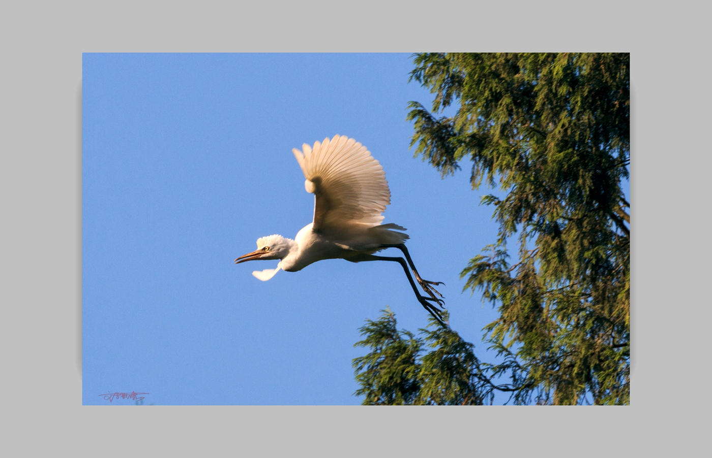 飞翔的白鹭