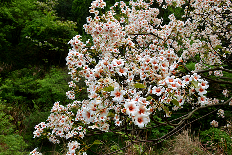 一枝桐子树花朵