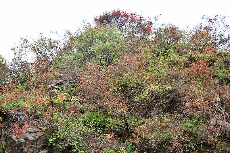 山坡上的杜鹃花蕾