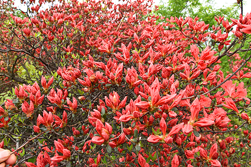 杜鹃花花蕾