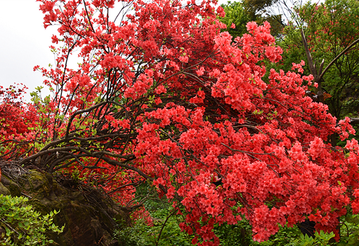 野生杜鹃花