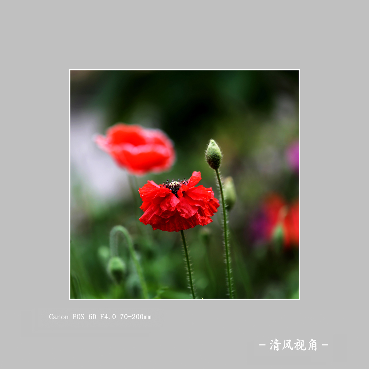 丽春花_1481