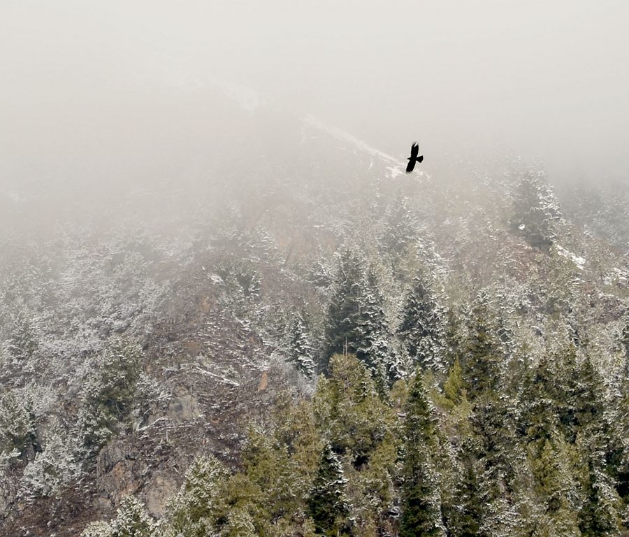 雪山雄鹰