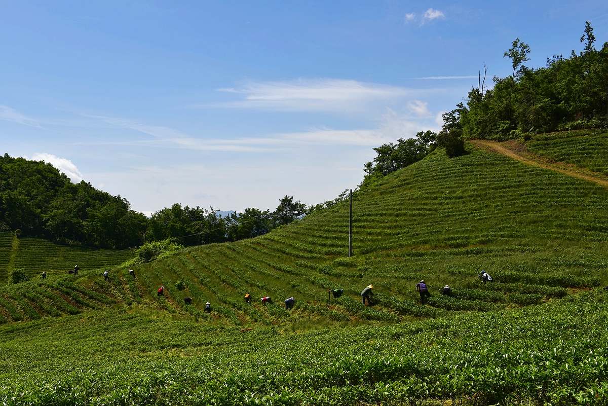 茶 园