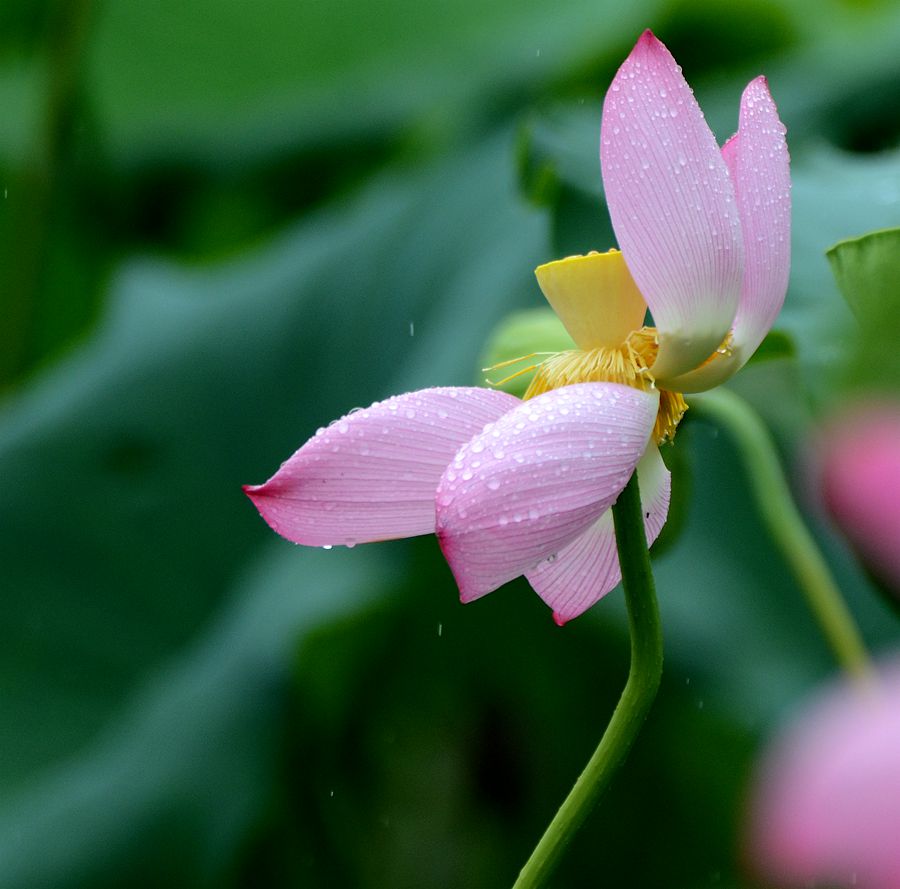 细雨润荷