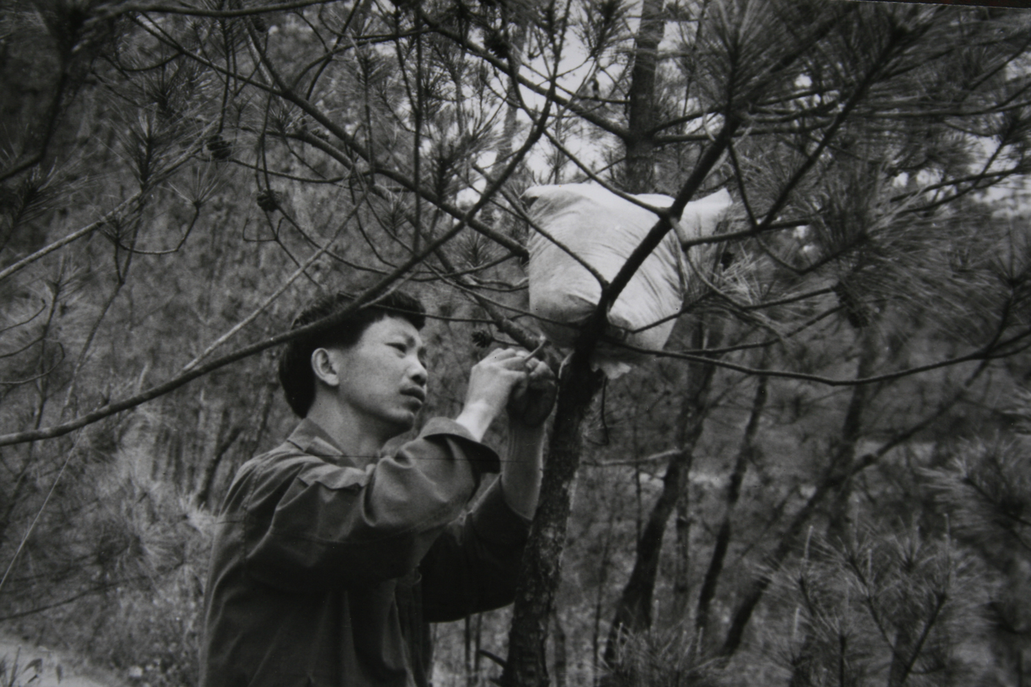 1、人工土法除虫（1987年4月）