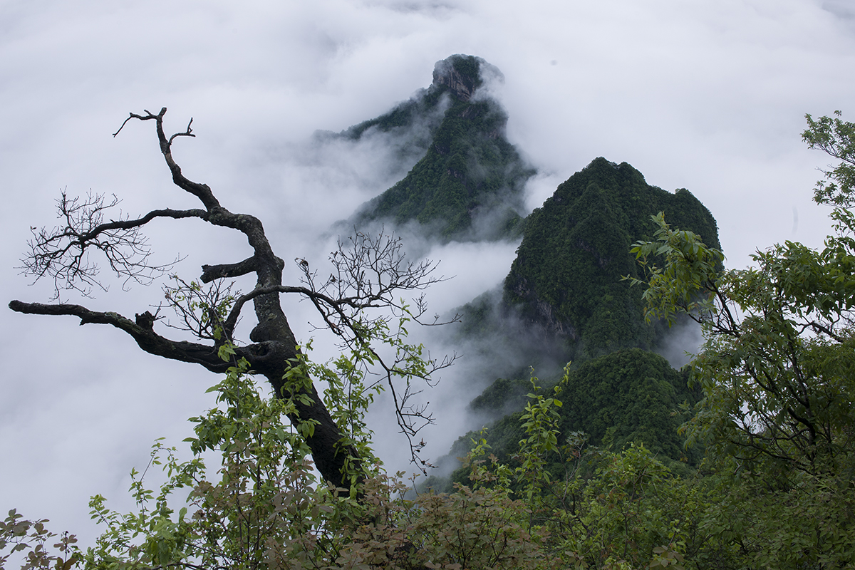 枯木听涛
