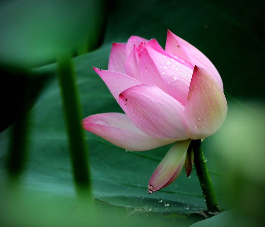 出水芙蓉